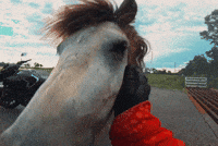 Pet Love GIF