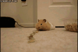 hamster eating GIF by Cheezburger