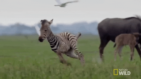 natgeowild giphygifmaker running nat geo wild zebra GIF