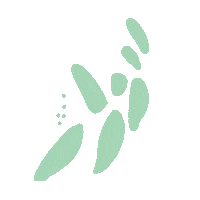 pacehawaii kupukupu uhmanoa pacehawaii Sticker