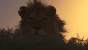 lion GIF
