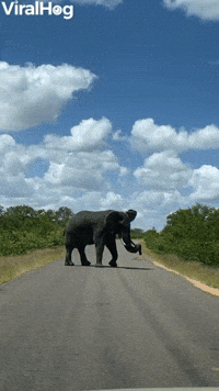 Elephant Roadblock in Kruger National Park