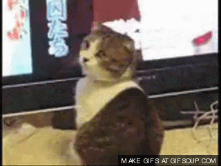 wtf GIF