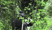 Wildlife gif. Gorilla is slowly chewing on something as it peers over branches to spy on someone. The camera catches it in the act and zooms in on it.