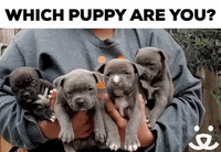 Meme Puppy GIF by Best Friends Animal Society