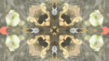 Art Film GIF by jorgemariozuleta