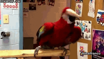 Parrot Dancing GIF