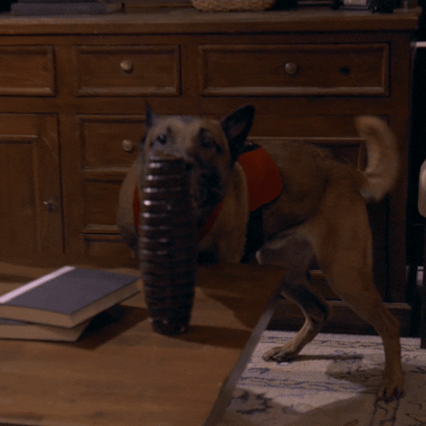 Dog GIF by A&E