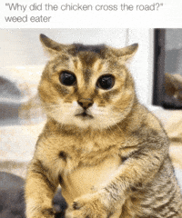 Mei Mei Cat GIF