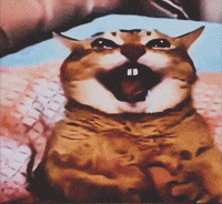 Mei Mei Cat GIF