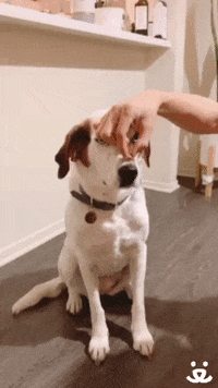 Save Them All Be Positive GIF by Best Friends Animal Society