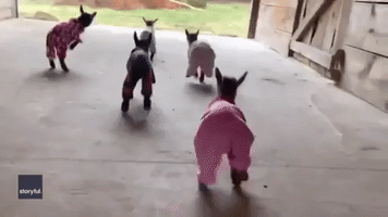 Baby Goats Beat Rainy Day Blues With Cozy Pyjamas