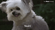 Barkitecture GIF by The Roku Channel