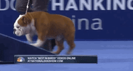 national dog show 2018 GIF by NBC