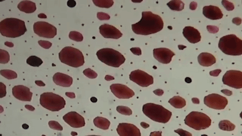 Chromatophores GIFs - Get the best GIF on GIPHY