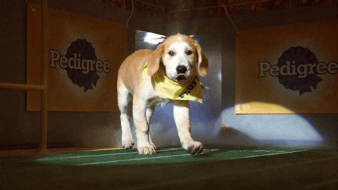 animal planet dog GIF by Puppy Bowl