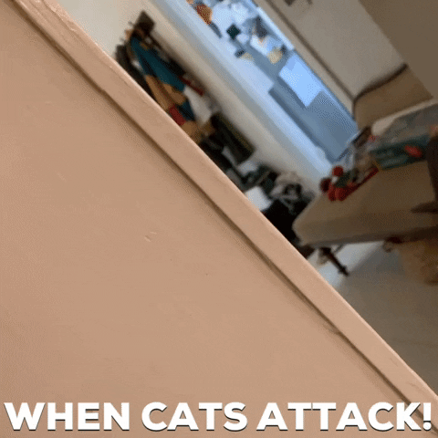 Cat Fight GIF by ryan roxie