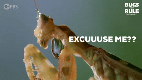Say What Excuse Me GIF by PBS