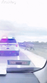 Pair Of Zebras Flee From Illinois Police GIF by ViralHog