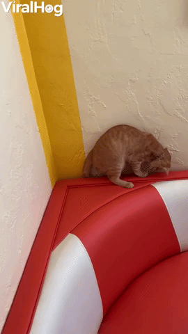Disappearing Tail Keeps Kitty Entertained