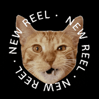 Mylesandspot GIF