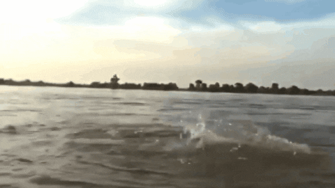 CreatureFeatures giphygifmaker GIF