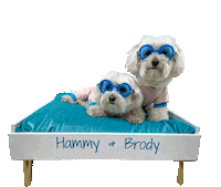 Dogs Treat Yourself Sticker by HammyandBrody