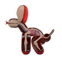 Dog 3D Sticker by Mighty Jaxx