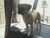 cat dog GIF