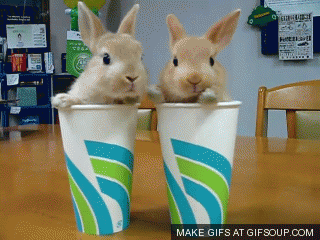 bunnies GIF