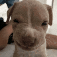 Judging Ice Cube GIF