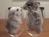 Sweet Kisses Chinchilla GIF