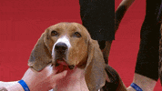 Happy Long Hair GIF by American Kennel Club