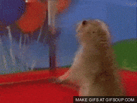 beaver GIF