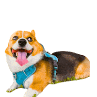 Corgi Polish Sticker