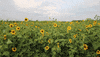 flowers wind GIF by Jean Scuderi
