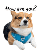 Corgi Milo Sticker