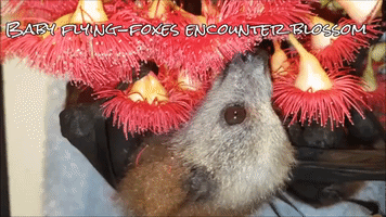 Orphaned Baby Bats Enjoy Smelling Flowers