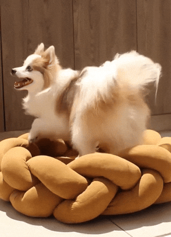 lehiyen222 giphyupload GIF