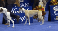 Whippet National Dog Show 2018 GIF by NBC