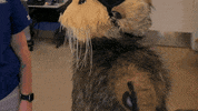 Sea Otter Oops GIF by Aquarium of the Pacific