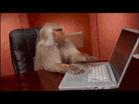 Baboon Office Monkey GIF