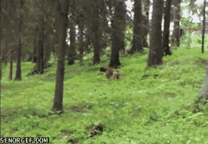 forest wtf GIF by Cheezburger