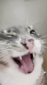 Cat GIF