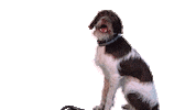 OrqaFPV fun dog jura orqafpv Sticker