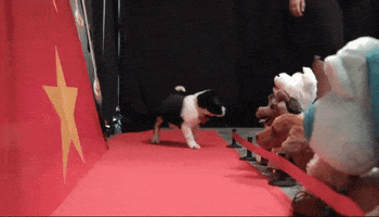 red carpet dog GIF by Much