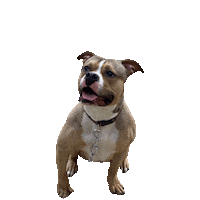 Dog Sticker by Weld Realty