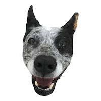onthemarkbalancedtraining cattle dog blue heeler blueheeler cattledog Sticker