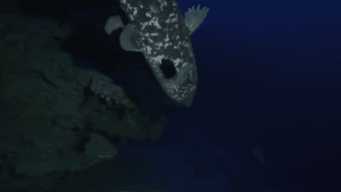 CreatureFeatures giphygifmaker coelacanth GIF