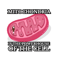 Education Learning Sticker